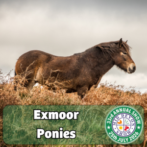Exmoor Ponies (2)
