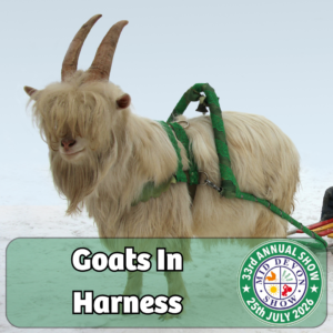Goats in Harness (1)