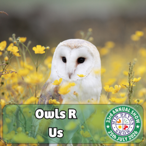 Owls R Us (2)